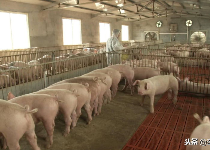 广西壮族自治区有疫情吗›广西疫区有哪些