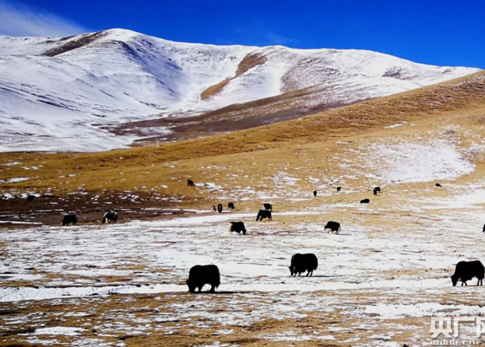 海伦静默，黑土地上，一场没有硝烟的保卫战