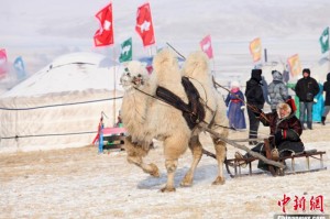 跨越地域的守护，从内蒙古草原到哈尔滨冰雪的抗疫纪实
